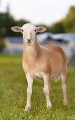 Light brown colored sheep lamb on a green field