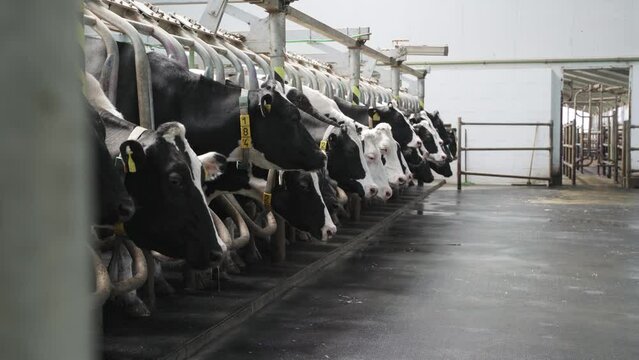 Automated equipment for milking cows on dairy farm.