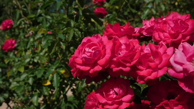 Bush of red roses in the garden. Rose buds. Summer flower petals. Rose bud in nature. Branch and leaves. Botanical plant