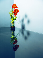 Still life with red poppy flowers in a glass jar, blue background. Nature background. House decoration. Beauty in life concept.