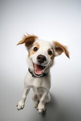 Excited Dog Jumping High.
A dog mid-jump with a joyful expression, isolated on a white background.