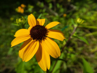 yellow flower in the garden