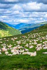 Fototapeta na wymiar A huge flock of sheep on a mountain pasture in the Parang Mountains, Romania.