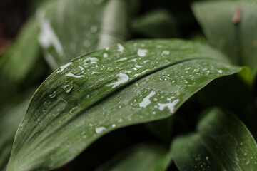 the leaves of Lily of the valley covered in rain drops