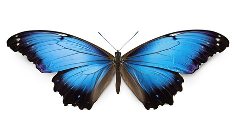 Blue butterfly isolated on white background. Tropical butterfly. Blue butterfly.