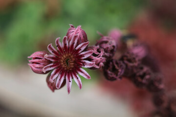 common houseleek blossom in the summer garden 