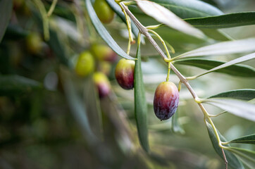 Olives maturing on the tree