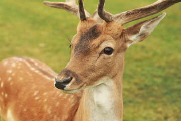 deer
