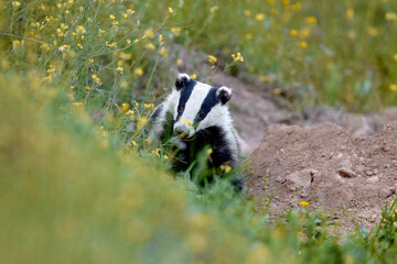 European badger (Meles meles) in  natural habitat, in a meadow with flowers © Seneca CDR