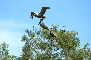 Group of brown pelicans resting on a tree by the ocean in Costa Rica.