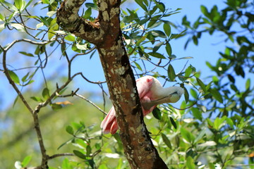 Closeup of a Roseate Spoonbill, Costa Rica