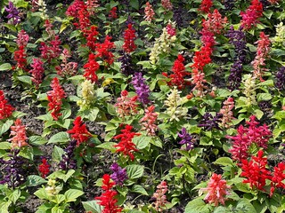 Salvia sage mix flowers red purple yellow on flowerbed.