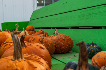 Autumn harvest colorful squashes and pumpkins .