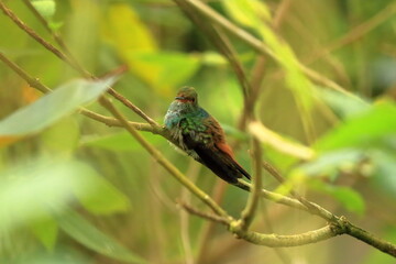 Colorful Hummingbird Kolibri in Costa Rica, Central America