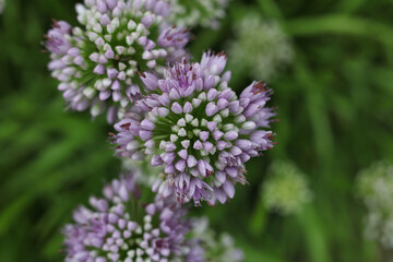 Allium senescens, commonly called aging chive blooming plant in the summer garden 