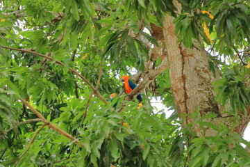 wild scarlet macaws on tree, costa rica