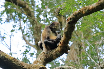 Spider monkey jumping on branches in Costa Rica