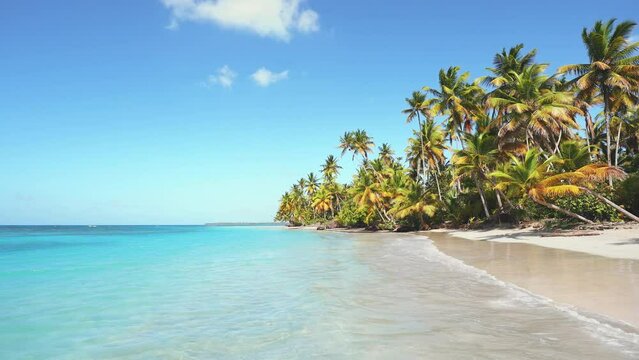 A picturesque deserted palm white sand beach on the Caribbean coast. Natural tropical sunny day on a wild island. Coconut palms against a blue cloudy sky. Journey to a tropical paradise.