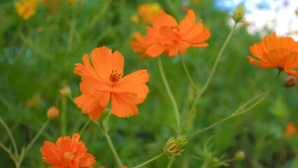 Blooming Garden Cosmos in Meadow: Close-up of Freshness and Fragility. Blossoming flower head in meadow; fragility, freshness, and vibrant orange petals.