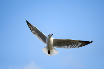 seagull in flight