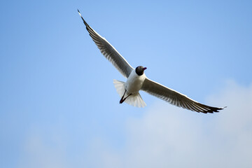 seagull in flight