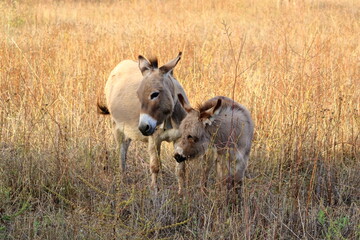 herd of donkeys with offspring in sardinia