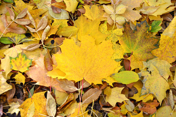Naklejka na ściany i meble ground in the forest covered with yellow leaves isolated wall paper 