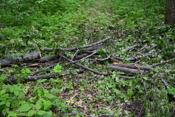 heap of wooden branches and sticks isolated on the ground in the forest