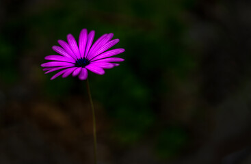 Purple flower against dark background