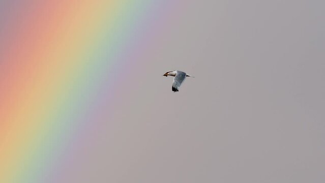 A seagull flies past a rainbow high in the sky. Slow motion. Expectation of rain and thunderstorms. A bird flies in the sky. High quality 4k footage
