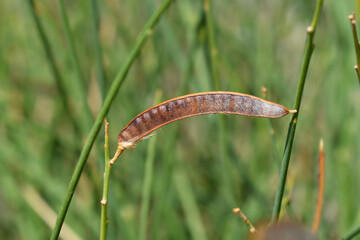 Spanish broom seed pod