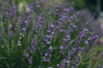 lavender bloom in summer