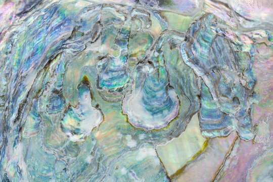 Mexican Abalone shell