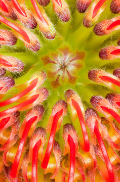 Pincushion Protea