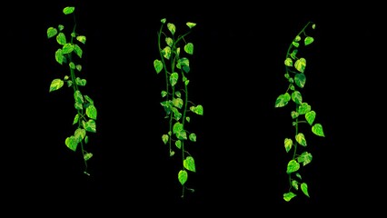 Ivy / vine houseplant growing animation. Collection. Including alpha channel for transparency