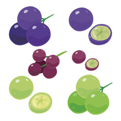 ぶどうの粒と断面