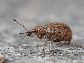 Brwon weevil on natural stone