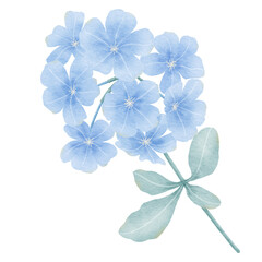 blue flowers watercolor