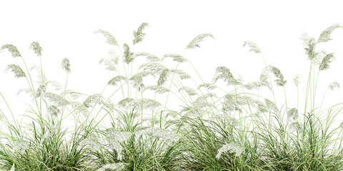 Pampas grass isolated on white