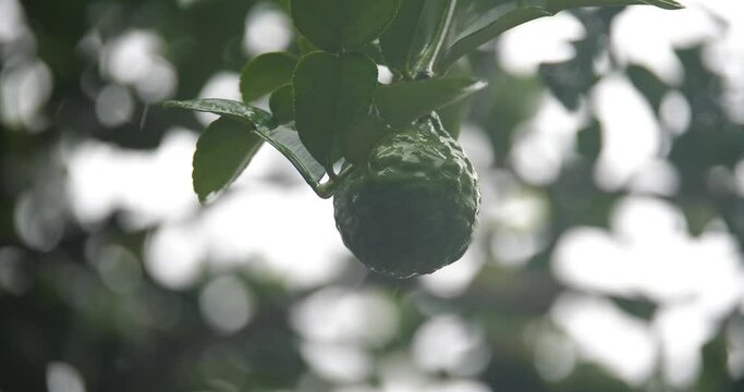Closeup fresh bergamot,bergamot with water droplets in the rainy season (Citrus hystrix)