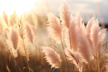 Pampas grass outdoor in light pink pastel colors. Dry reeds boho style. Trendy botanical background © Olena