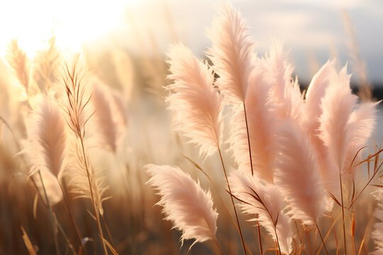 Pampas Grass Outdoor In Light Pink Pastel Colors. Dry Reeds Boho Style. Trendy Botanical Background