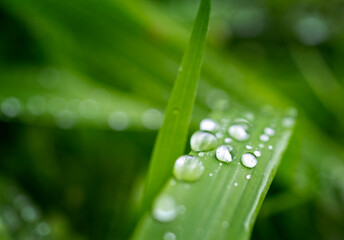 Rain drops on fresh green winter grass close up