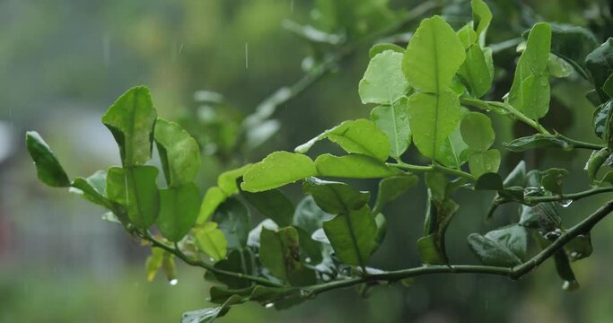 leaves of fresh bergamot,bergamot with water droplets ,bergamot with herbs