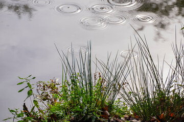 Drops of water falling from the leaves of the trees to the surface of a river with reflection of the branches of the trees. Rain drops rippling in a puddle with blue sky reflection