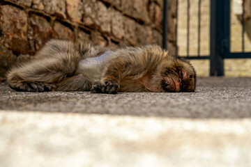 Magoty gibraltarskie, wolno żyjące małpy mieszkające na Skale Gibraltarskiej.  - obrazy, fototapety, plakaty