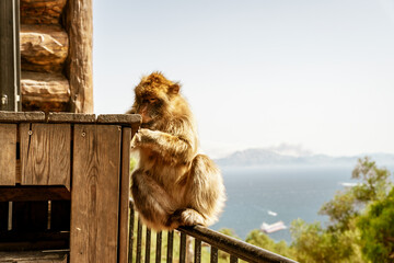 Magoty gibraltarskie, wolno żyjące małpy mieszkające na Skale Gibraltarskiej. 