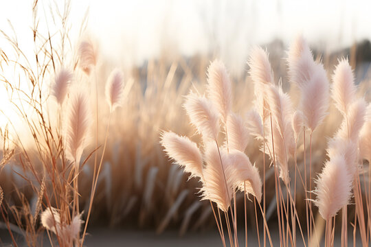 Pampas grass Cortaderia. Aesthetic nature landscape. Dry leaves, stems of reeds and fluffy blossoms of plant 