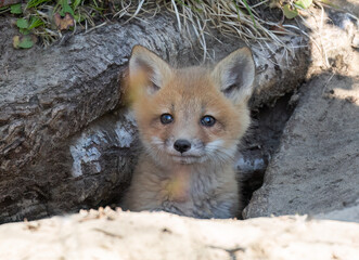 Naklejka na ściany i meble Red fox kit (Vulpes vulpes) coming out of its den deep in the forest in early spring in Canada