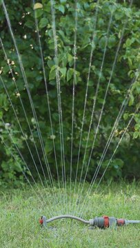 Vertical video of an oscillating sprinkler watering the lawn on a sunny summer day, with dark green bushes in the background.